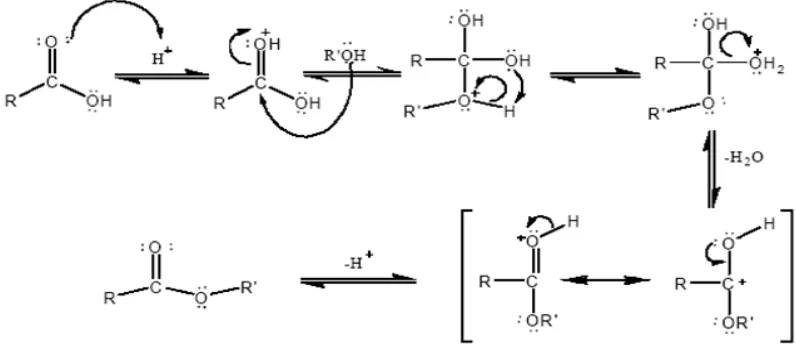 Gambar 2.1 Mekanisme reaksi esterifikasi Fisher 