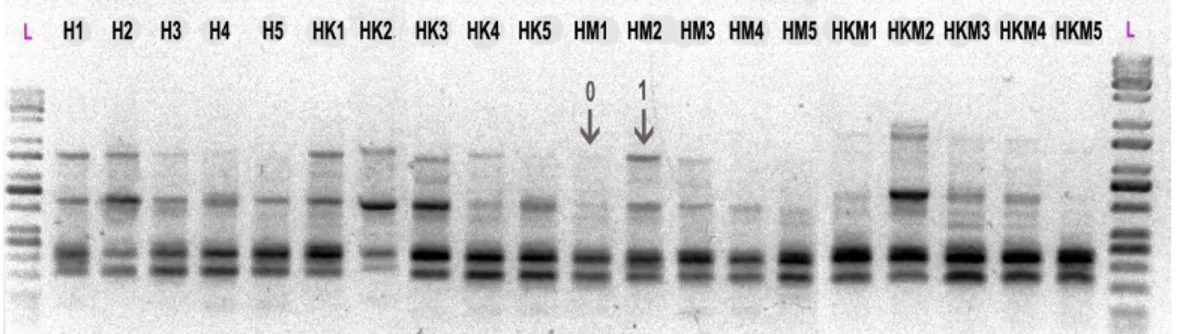 Gambar 1. Hasil amplifikasi DNA puring menggunakan primer OPA-02 (L =  ladder) 
