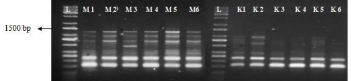 Gambar 5. Hasil amplifikasi DNA tanaman jagung berondong stroberi  (M)  dan jagung berondong kuning  (K) menggunakan primer OPD 5