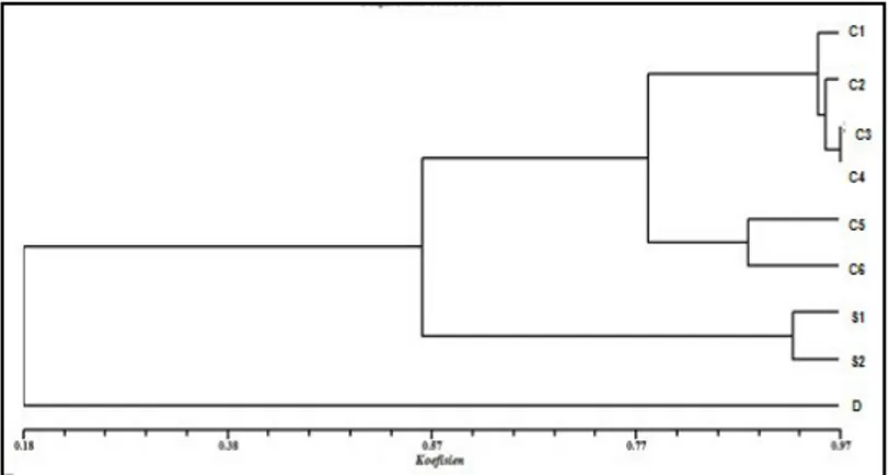 Gambar 4. Pohon filogenik kesamaan genetik hasil analisis UPGMA  menggunakan primer  OPA-2 &amp; OPA-3