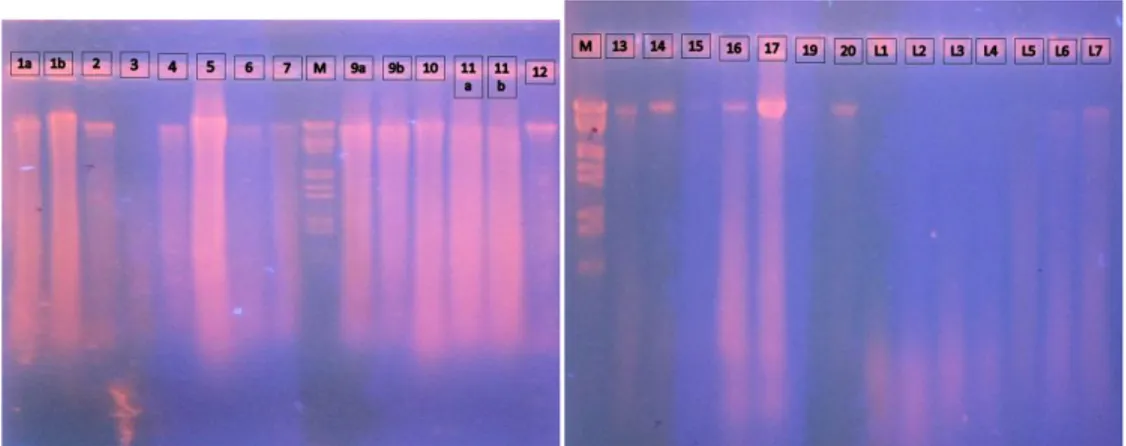 Gambar  1. Visualisasi hasil isolasi DNA genom  Figure 1. Visualisation of genomic DNA isolation  Setelah  proses  isolasi  DNA  selesai  dilanjutkan 