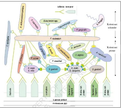 Gambar 1. Bentuk koadhesi bakteri pada plak dental. Gambar ini menunjukkan susunan plak  bakteri menurut potensi perlekatan antara jenis bakteri dan komponen dalam pelikel.7 