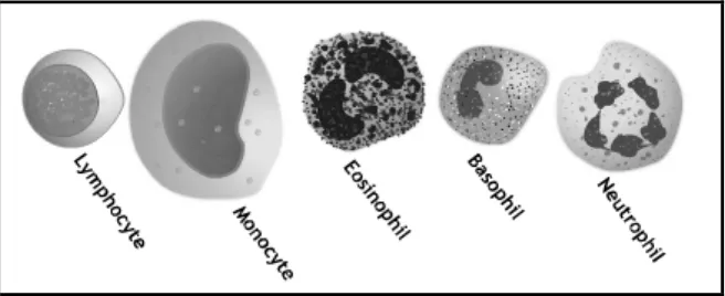 Gambar 2.1 Jenis sel darah putih (Dikutip dari White Blood Cell Function, Kempert P.H., University of California at Los Angeles, Mattel Children's Hospital and UCLA Medical Center Contributor Information and Disclosures.) 
