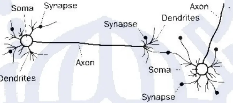 Gambar II.3  Biological Neuron Networks 