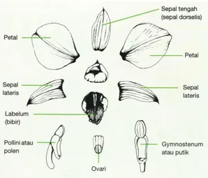 Gambar 2.1. Bagian-bagian bunga anggrek Dendrobium (Subhan, 2010).