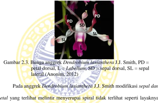 Gambar 2.3. Bunga anggrek Dendrobium lasianthera J.J. Smith, PD =  petal dorsal, L = Labellum, SD = sepal dorsal, SL = sepal  lateral (Anonim, 2012) 