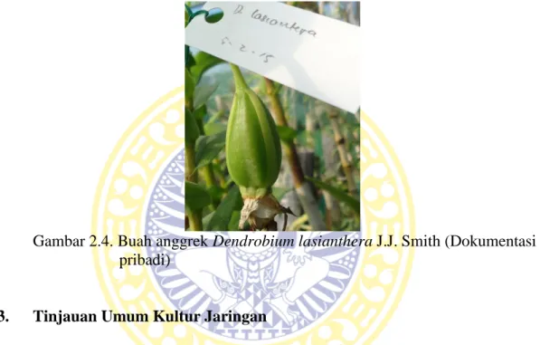 Gambar 2.4. Buah anggrek Dendrobium lasianthera J.J. Smith (Dokumentasi  pribadi) 