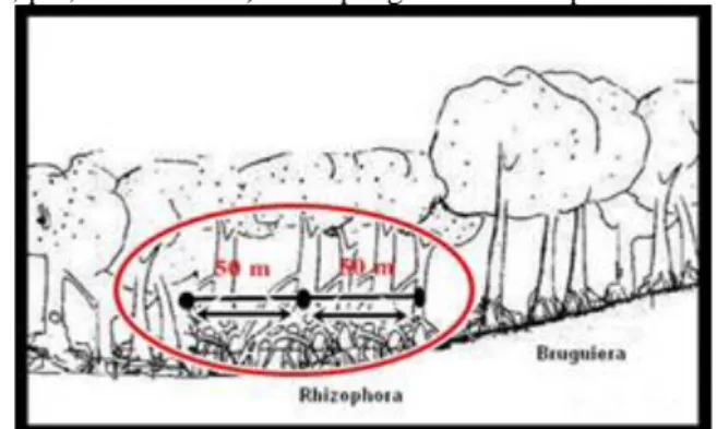 Gambar 1. Pola Pengambilan Sampel 