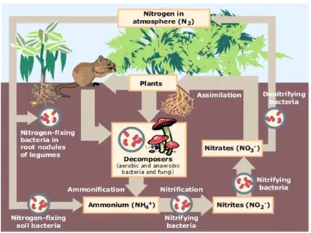 Gambar  4. Siklus nitrogen  di bumi (Sumber:  Cole, 1988)