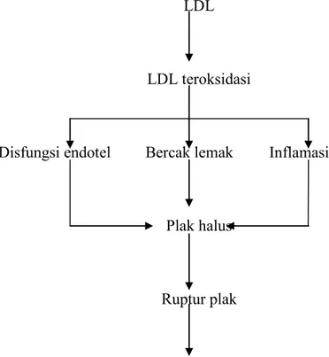 Gambar 1. Peranan LDL dalam aterosklerosis. Gambaran skematik efek LDL  dan LDL teroksidasi dalam patogenesis aterosklerosis