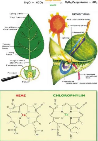 Gambar 3.7 Ilustrasi proses fotosintesis pada daun.