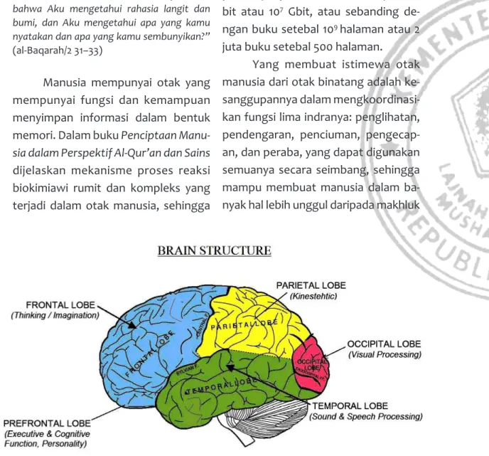 Gambar 4.3 Struktur otak manusia.