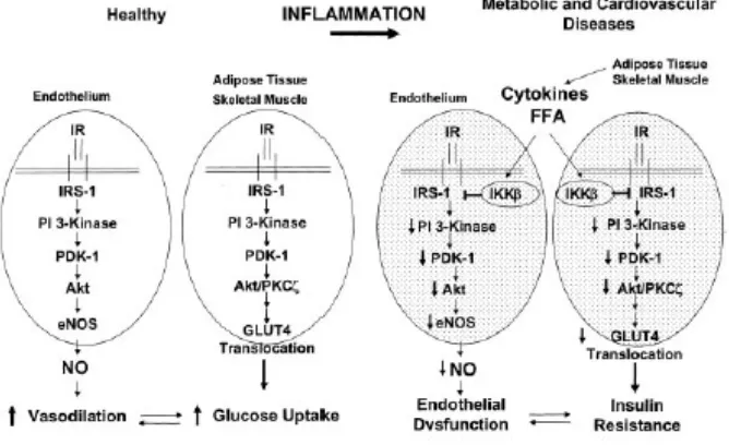 Gambar 3. Sebelah kiri,  jalur sinyal PI3-Kinase-dependen insulin pada jaringan 