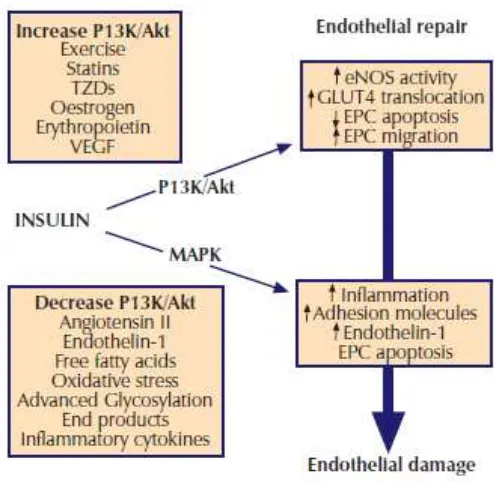 Gambar 4. Insulin-mediated signaling dan pengaruh atas kerusakan endotel 