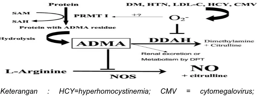 Gambar 6. Jalur biokimia generasi,  eliminasi dan degradasi ADMA.19 