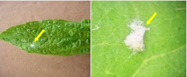 Gambar  1.  B. tabaci mati terinfeksi dan terkolonisasi miselium cendawan L. lecanii setelah empat hari aplikasi.