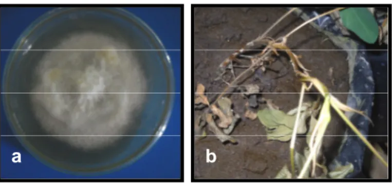 Gambar 1. Biakan murni Fusarium sp dan tanaman layu (mati) karena infeksi Fusarium 