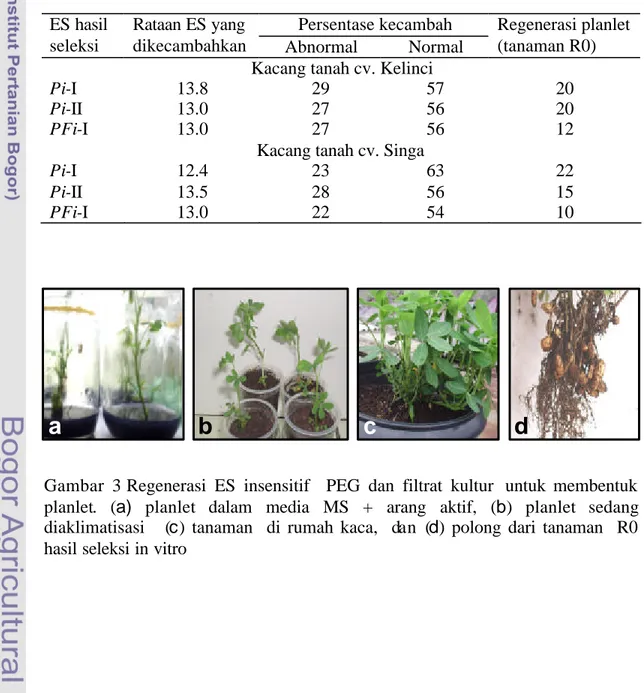 Gambar 3 Regenerasi ES insensitif  PEG dan filtrat kultur  untuk membentuk  planlet.  (a)  planlet dalam media MS + arang aktif, (b)  planlet sedang  diaklimatisasi   (c) tanaman  di rumah kaca,  dan (d) polong dari tanaman  R0  hasil seleksi in vitro     