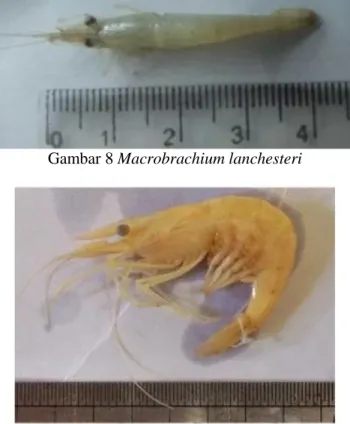 Gambar 8 Macrobrachium lanchesteri 