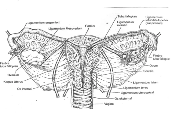 Gambar Organ Reproduksi Interna Wanita  