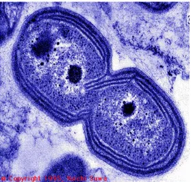 Gambar 2. Bakteri Nitrosomonas sp. dengan perbesaran 39 000 x (Suwa, 1995,  http://biology.kenyon.edu