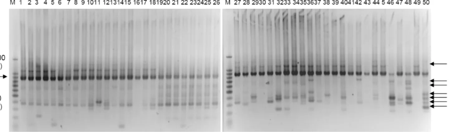 Gambar 1. Hasil PCR 50 sampel Amorphophallus muelleri Blume dengan primer OPB-17. Keterangan: M = DNA marker (100 bp ladder  Promega); Aksesi:1-9 = Silo, 10-19 = Saradan, 20-28 = IPB, 29-35 = Panti, 36-43 = Probolinggo, 44-50 = Cilacap
