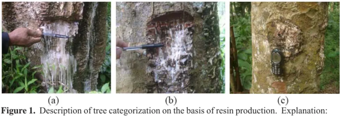 Figure 1.  Description of tree categorization on the basis of resin production.  Explanation: