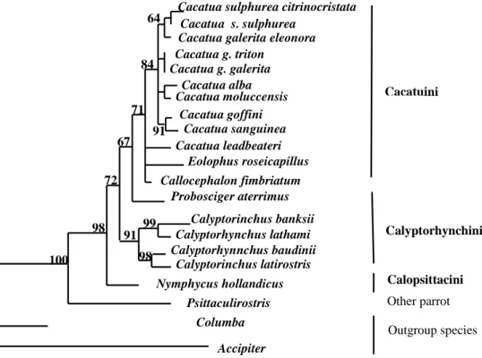 Figure 3: A neighbor-joining (NJ) tree of six genera of cockatoos based on DNA sequences of  â-fibin7 gene
