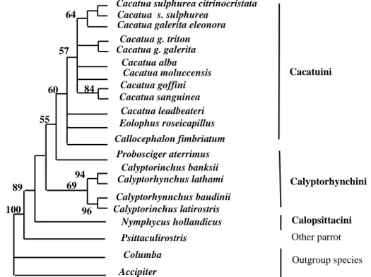 Figure 4: A maximum-parsimony (MP) tree of six genera of cockatoos based on DNA sequences of  â-fibint7 gene