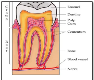 Gambar 1 :   Struktur normal dari gigi dan jaringan  pendukungnya 18