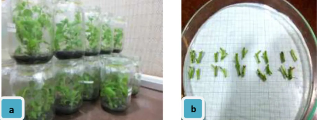 Gambar 5. Bahan Tanam: (a) Planlet krisan varietas Merahayani dan (b)       Potongan satu (nodal explant) krisan