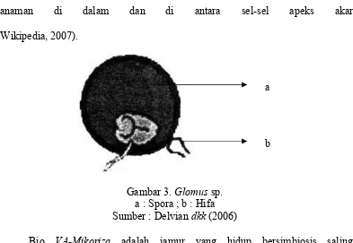 Gambar 3. Glomus sp.