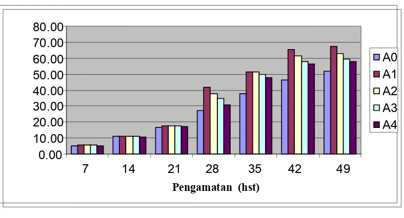 Gambar 5. Histogram pengaruh pemberian arang terhadap tinggi tanamantembakau Deli (cm) dari pengamatan 7 - 49 hst