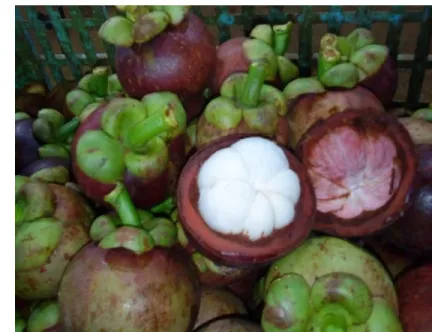 Gambar 5. Manggis yang diterima oleh packing house  
