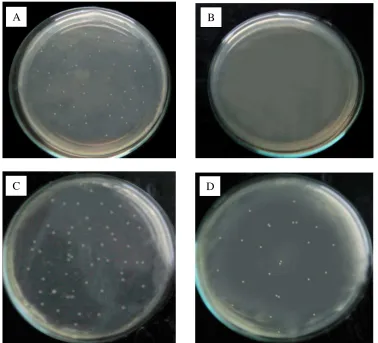 Gambar 4.1 Angka lempeng total pada bakteri uji Staphylococcus aureus dan Escherichia coli