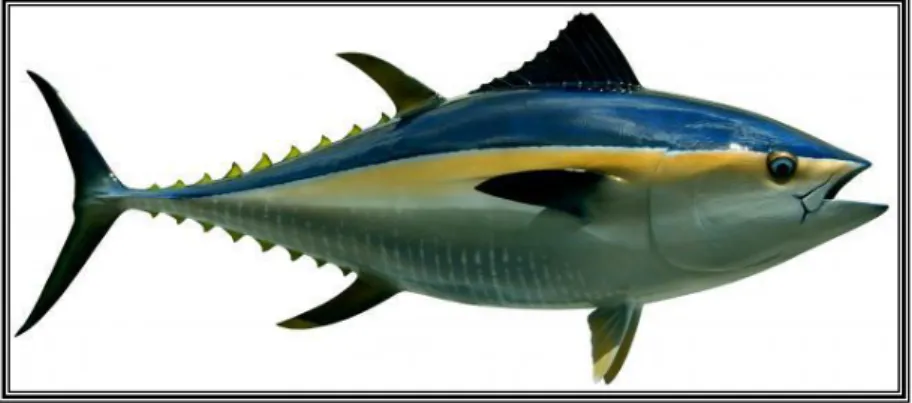 Gambar 1 : Tuna Sirip Biru 