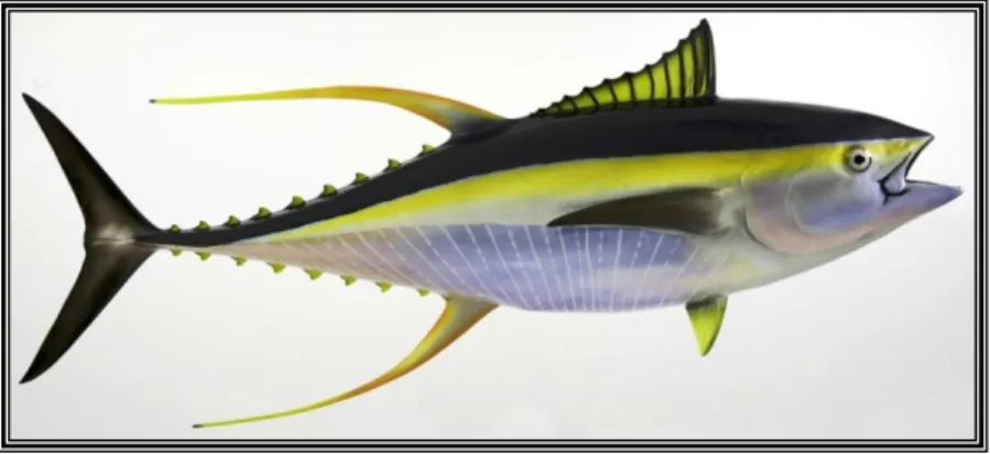 Gambar 2 : Tuna Sirip Kuning 