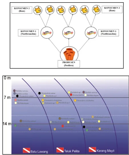 Gambar 5. Ilustrasi jaring-jaring makanan Porifera dan Nudibranchia (dokumentasi pribadi, 2013)