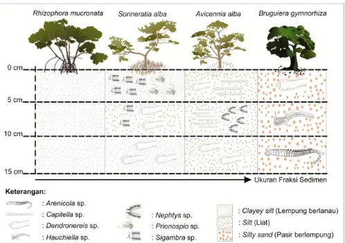 Gambar 2. Ilustrasi distribusi Polychaeta berdasarkan jenis mangrove dan  kedalaman sedimen di kawasan mangrove muara sungai kali Lamong-pulau Galang, Gresik