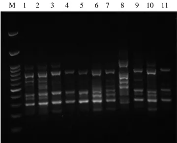 Gambar  1.  Hasil  PCR  sampel  Tacca  leontopetaloides  (L.)  Kuntze  dengan  primer  ISSR-7