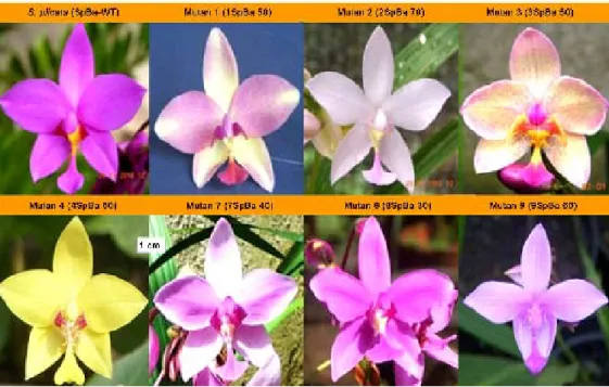 Gambar  2.  Perbedaan bentuk dan warna  bunga anggrek S. plicata dan 7 mutan  hasil iradiasi sinar gamma