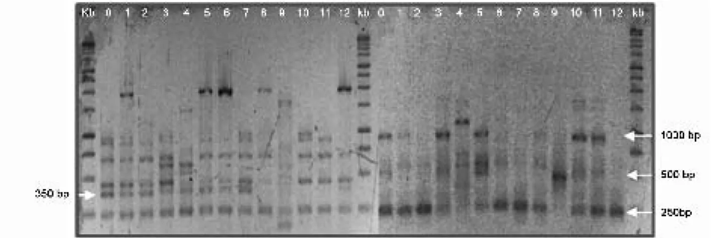 Gambar 3.  Karakter pola pita DNA 13 genotipe anggrek S. plicata hasil amplifikasi menggunakan primer ISSR PKBT6 (kiri) dan PKBT 4  (kanan)