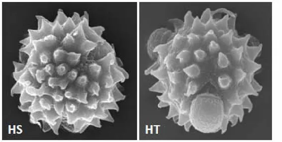 Gambar 5. Morfologi serbuk sari  populasi tumbuhan yang diduga hibrid dari A. javanica dan A
