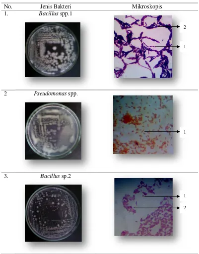 Tabel 3. Hasil penapisan bakteri endofit yang berpotensi mengendalikan nematoda Meloidogyne spp.pada uji in vitro