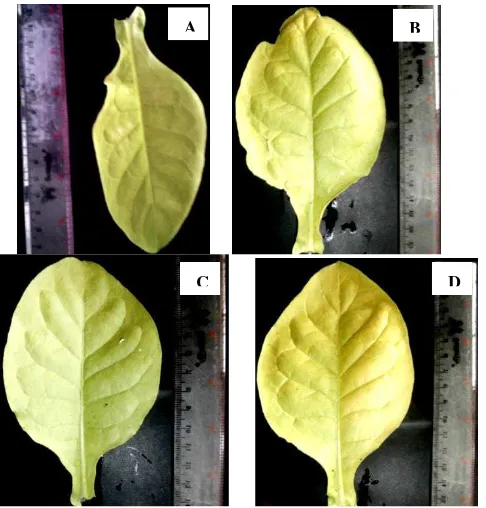 Gambar 6. Penambahan luas dan panjang daun  ke-3 termuda tanaman tembakau yang diberikan bakteri endofit (a)