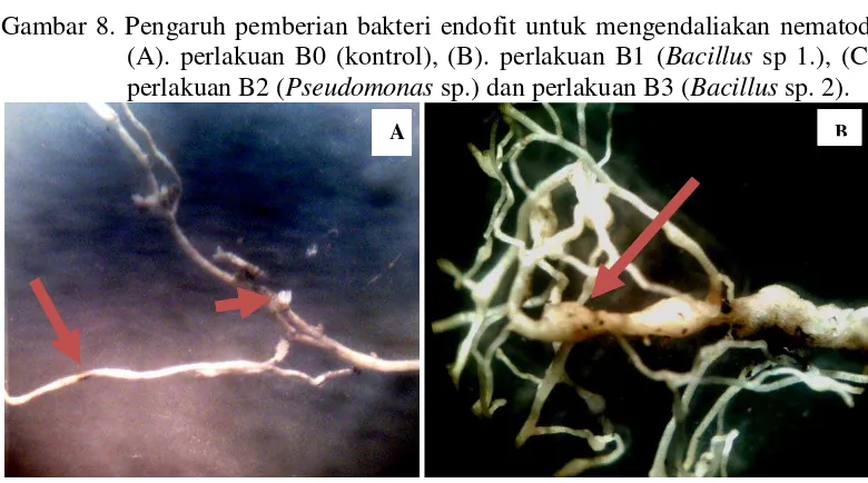 Gambar 9.  Kerusakan jaringan akar dan bagian tanaman akibat nematoda. (A). nematoda dan paket telur nematoda yang muncul pada permukaan tanaman serta gejala nekrotik pada akar yang terserang, (B)