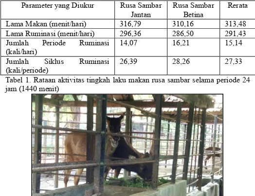 Tabel 1. Rataan aktivitas tingkah laku makan rusa sambar selama periode 24 