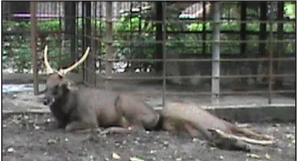 Gambar 2. Rusa sambar ( atau berbaring (sumber: Dokumen pribadi, 2012) Cervus unicolor) betina dan jantan saat beristirahat  