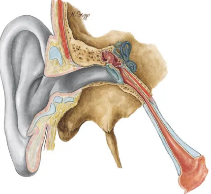 Gambar 1 Struktur Indera Pendengaran 3 Struktur Mikroskopis Telinga