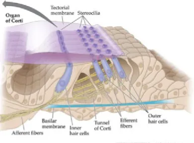 Gambar 2 Struktur Mikroskopis Organ Corti 4